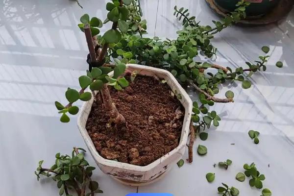 让金枝玉叶爆盆的方法,生长季节每隔半个月追肥一次