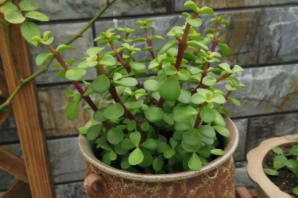 让金枝玉叶爆盆的方法,生长季节每隔半个月追肥一次