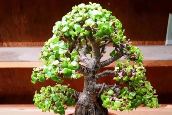 让金枝玉叶爆盆的方法,生长季节每隔半个月追肥一次