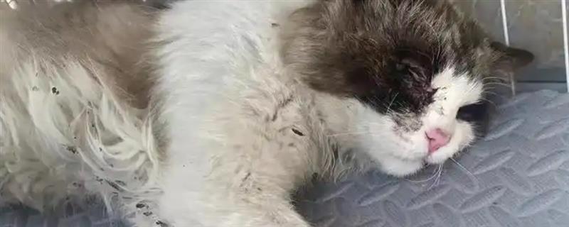 猫咪患上了糖尿病怎么办，需注射胰岛素治疗