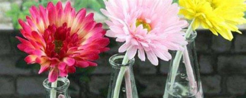 非洲菊的水养方法，水位要将枝杆全部淹没