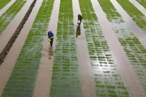 早稻的育秧时间，一般在3月下旬至4月上旬