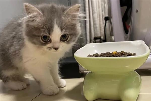 猫咪患上了糖尿病怎么办，需注射胰岛素治疗