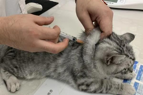 猫咪患上了糖尿病怎么办，需注射胰岛素治疗