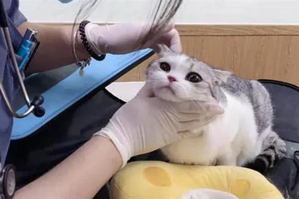 猫咪患上了糖尿病怎么办，需注射胰岛素治疗