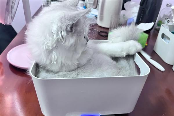 猫咪患上了糖尿病怎么办，需注射胰岛素治疗