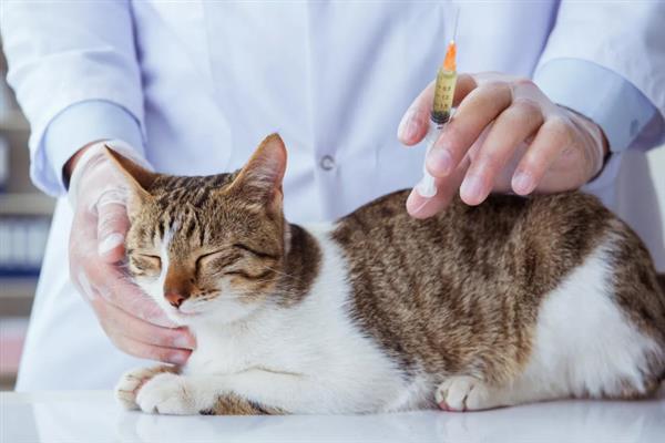 猫咪患上了糖尿病怎么办，需注射胰岛素治疗