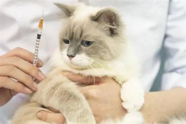 猫咪患上了糖尿病怎么办，需注射胰岛素治疗