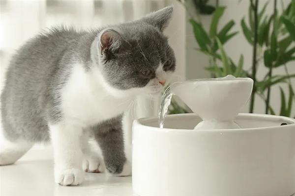 猫咪患上了糖尿病怎么办，需注射胰岛素治疗