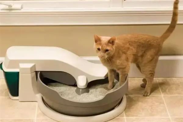 猫咪患上了糖尿病怎么办，需注射胰岛素治疗