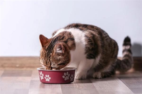 猫咪患上了糖尿病怎么办，需注射胰岛素治疗