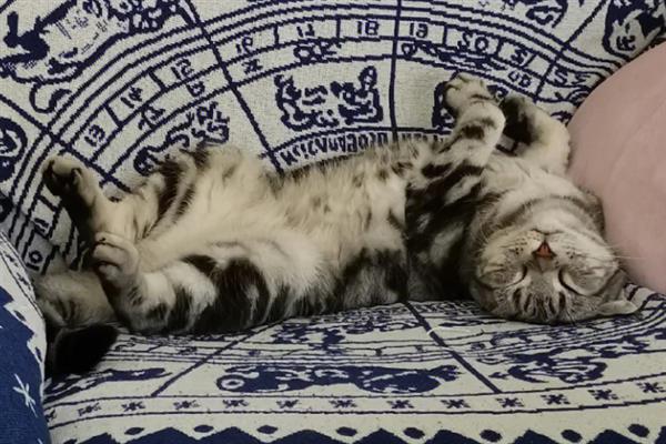 猫咪患上了糖尿病怎么办，需注射胰岛素治疗