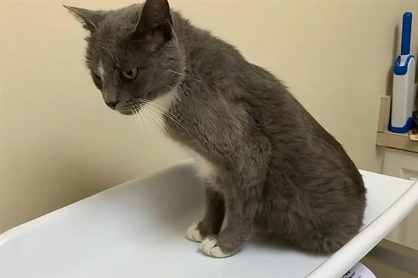 猫咪患上了糖尿病怎么办，需注射胰岛素治疗