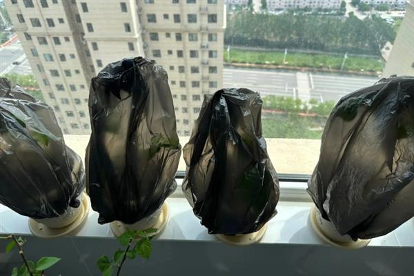 修剪盆栽的方法，苗期剪除顶端部位可促进侧枝萌发