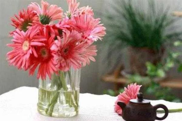 非洲菊的水养方法,水位要将枝杆全部淹没