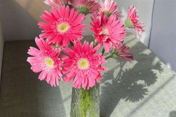 非洲菊的水养方法,水位要将枝杆全部淹没