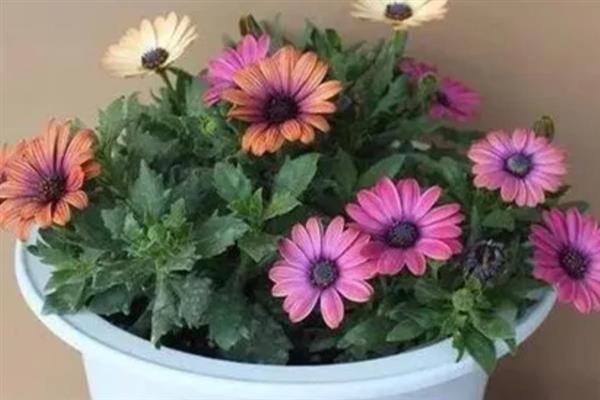 非洲菊的水养方法,水位要将枝杆全部淹没