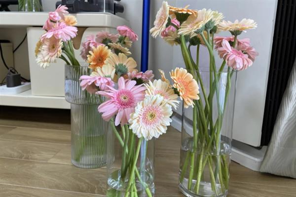 非洲菊的水养方法,水位要将枝杆全部淹没