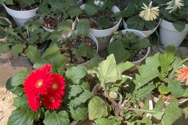 非洲菊的水养方法,水位要将枝杆全部淹没