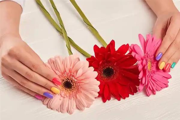 非洲菊的水养方法,水位要将枝杆全部淹没