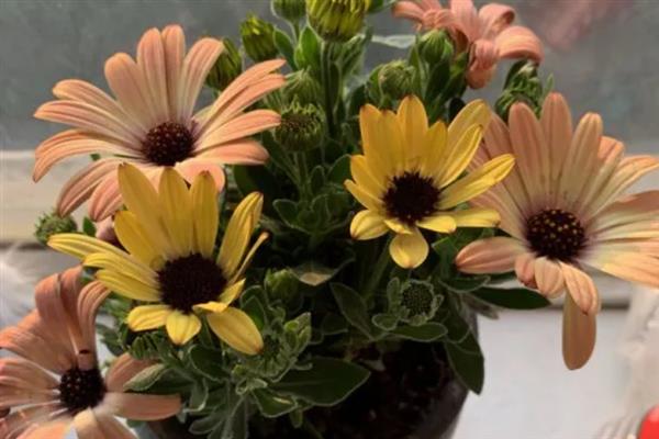 非洲菊的水养方法,水位要将枝杆全部淹没