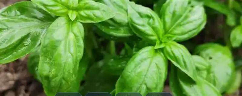 罗勒的种植方式，以条播或穴播的方式播种