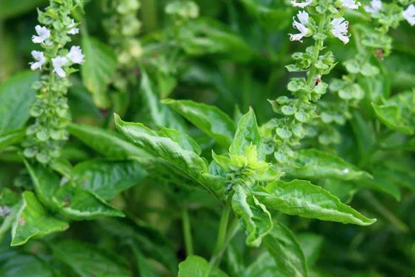 罗勒的种植方式，以条播或穴播的方式播种
