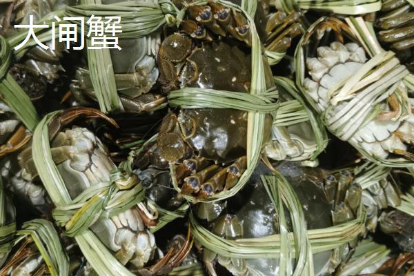 螃蟹的种类，常见的有红蟹、面包蟹等