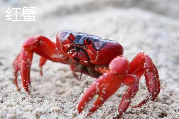 螃蟹的种类，常见的有红蟹、面包蟹等