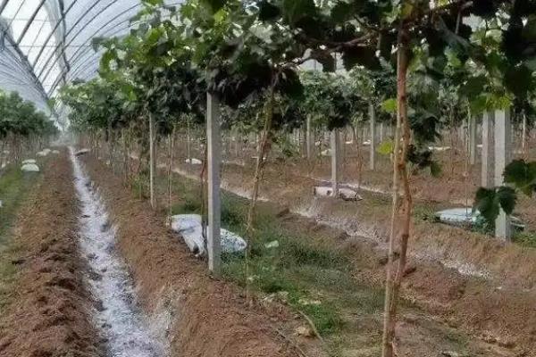 葡萄什么时候适合施肥，春季萌芽前要追施氮肥