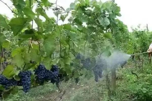 葡萄什么时候适合施肥，春季萌芽前要追施氮肥