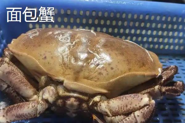 螃蟹的种类，常见的有红蟹、面包蟹等