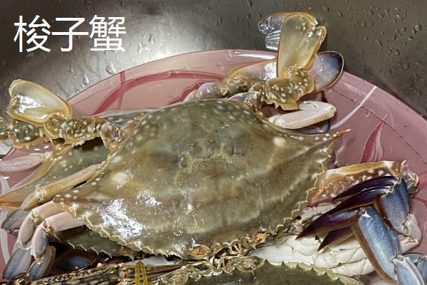螃蟹的种类，常见的有红蟹、面包蟹等