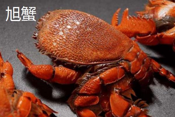 螃蟹的种类，常见的有红蟹、面包蟹等