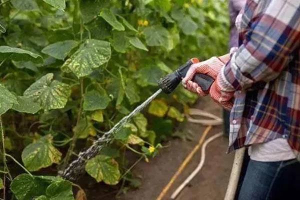 大棚黄瓜的浇水方法，需根据茬次特点进行浇水