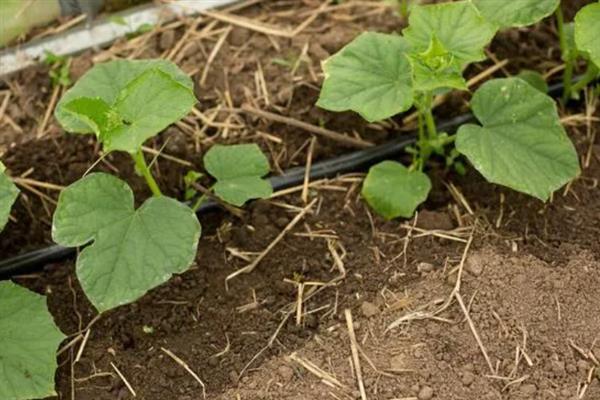 大棚黄瓜的浇水方法，需根据茬次特点进行浇水