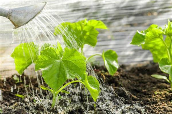大棚黄瓜的浇水方法，需根据茬次特点进行浇水