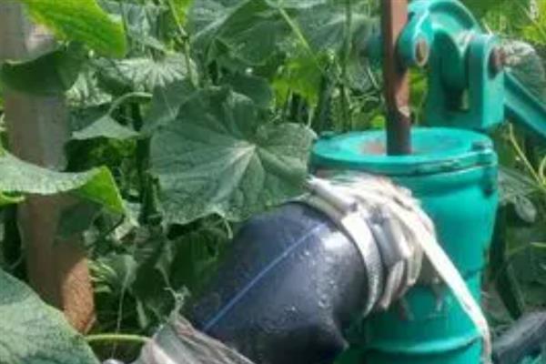 大棚黄瓜的浇水方法，需根据茬次特点进行浇水