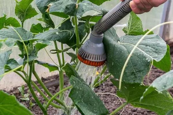 大棚黄瓜的浇水方法，需根据茬次特点进行浇水