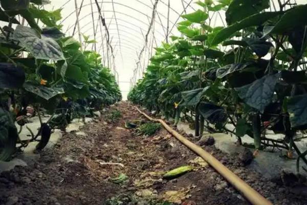 大棚黄瓜的浇水方法，需根据茬次特点进行浇水