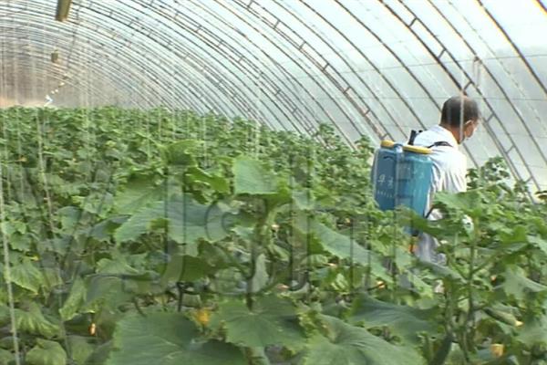 大棚黄瓜的浇水方法，需根据茬次特点进行浇水