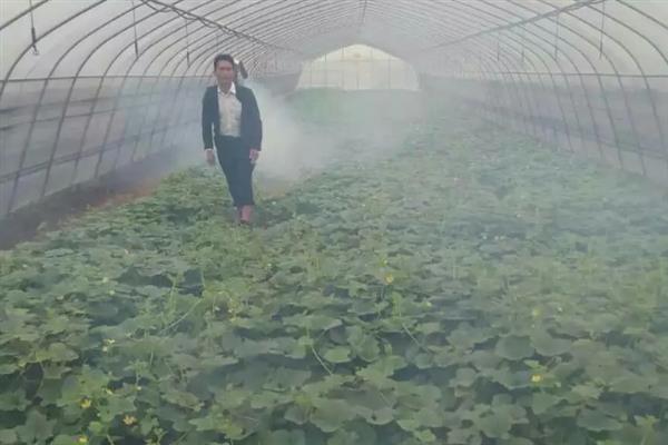 大棚黄瓜的浇水方法，需根据茬次特点进行浇水