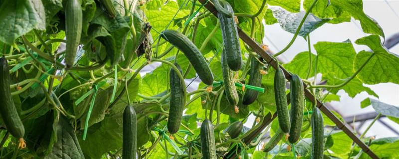 大棚黄瓜的浇水方法，需根据茬次特点进行浇水