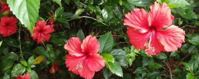 扶桑花叶子发黄的原因，水分过多或过少均会导致