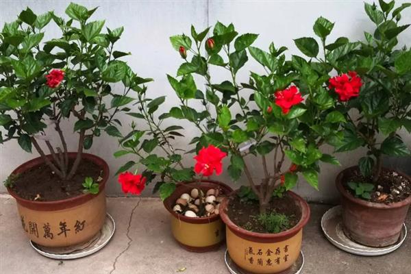 扶桑花叶子发黄的原因，水分过多或过少均会导致