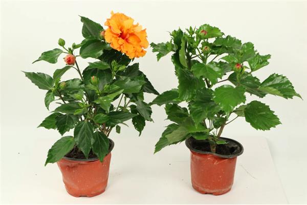 扶桑花叶子发黄的原因，水分过多或过少均会导致