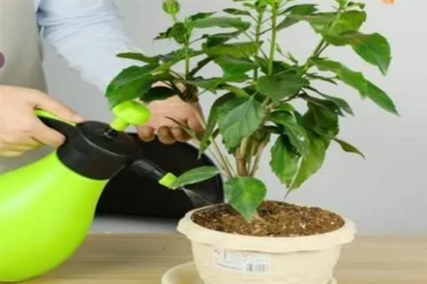 扶桑花叶子发黄的原因，水分过多或过少均会导致