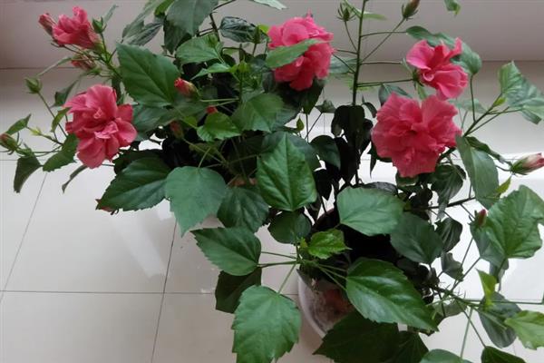 扶桑花叶子发黄的原因，水分过多或过少均会导致