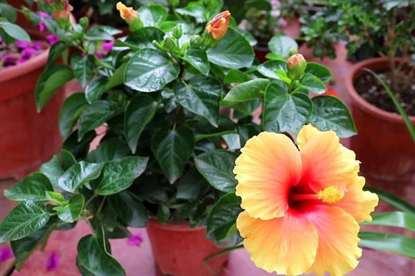 扶桑花叶子发黄的原因，水分过多或过少均会导致