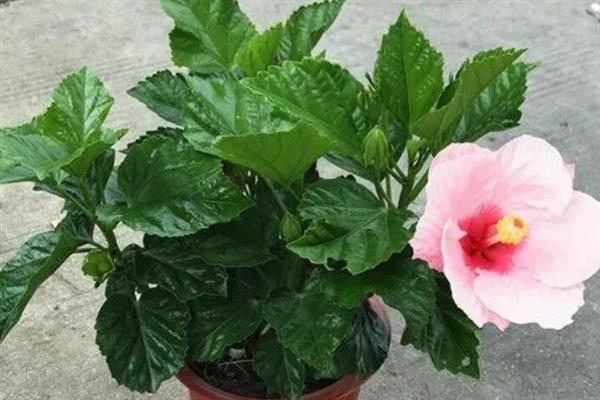 扶桑花叶子发黄的原因，水分过多或过少均会导致